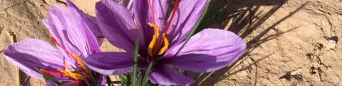 Rumi Spice Saffron crocus flower