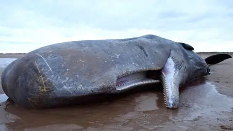 Getty Images A sperm whale lies dead after becoming stranded on a beach between Old Hunstanton and Holme