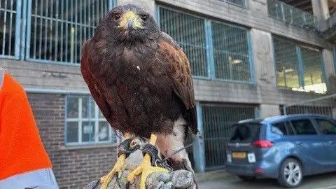 Chief. A hawk. It is a large brown bird with a black face and bright yellow beak. Its talons are also bright yellow. It is pictured gripping a glove worn by its handler who is out of the shot. In the background is the Abbey Walk car park in Grimsby. 