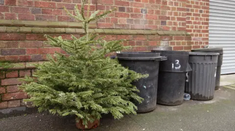 A Christmas tree sits on the pavement next to four black dustbins in front of a red brick building.