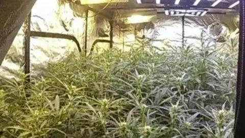 Cannabis plants seized by Kent Police at a site in Rochester