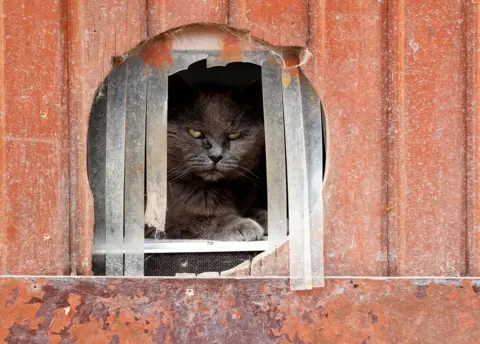 Reuters Calin, a European cat, looks out of a hole in the wall