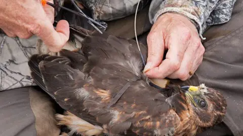 Hawk and Owl Trust A hen harrier lying facing up with a tag being attached by human hands to track her location