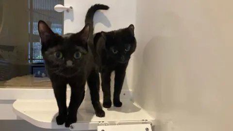 Two black kittens which are being cared for by the charity. 