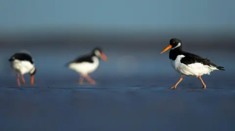 An oystercatcher, with black and white feathers, orange eyes and beak, walks along a mudflat to two other of the birds.