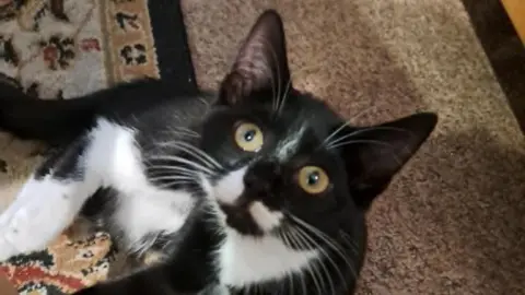 Kate Feltwell A black and white kitten is looking up at a camera and is lying on a carpet