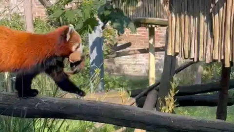 West Midlands Safari Park Red panda new mother Mei Lin walks along a tree trunk carrying one of her cubs at the safari park and its face is just visible. Her coat is red in the sunshine, and the enclosure has grass and shrubs.