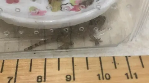GSPCA Stowaway gecko in Guernsey