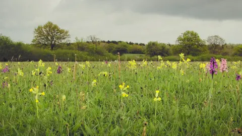 Rhea Draguisky  Berndown Meadow