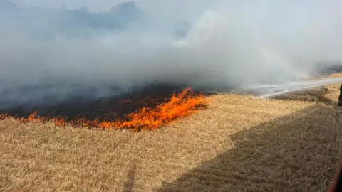 A fire is burning on a field with wheat in it. A hose is on the right and is spraying water on the flames.