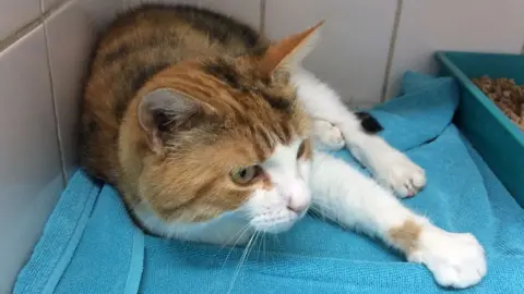 BBC Cat found in Chatteris