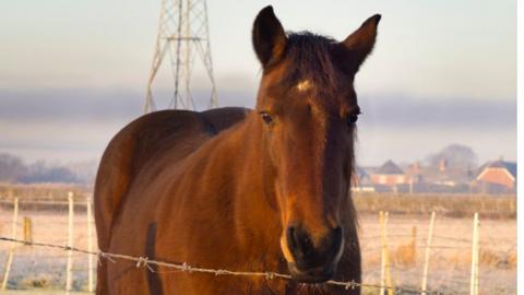 A horse looking over a fence