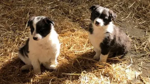 Farm store collie rescue