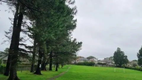 Tall trees with green leaves lining the edge of a green open space.