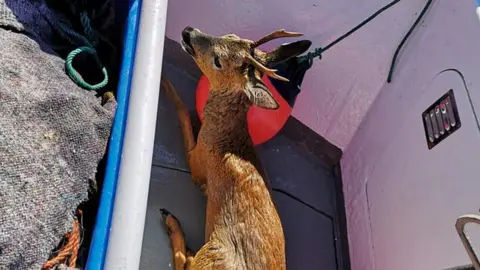 Jeremy Richards Deer lying in boat