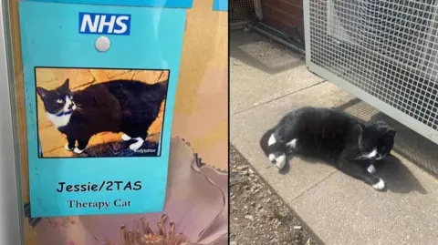 Central and North West London NHS Trust A composite image showing a photo of Jessie, a black cat with white paws and white fur around her neck, on the left and Jessie pictured outside in the sun on the right
