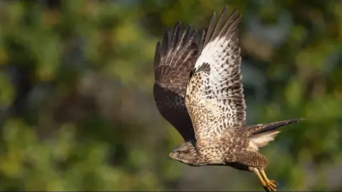 A buzzard in flight photographed against some trees, which are not quite in focus.