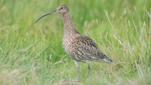 Science Photo Library A brown speckled curlew in long grass, with a long beak