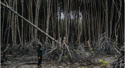 Dhany Darmansyah Saragih A person stands next to a mangrove tree that has been cut by local people in Indonesia