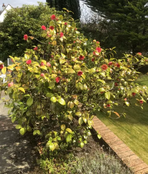 Brian Taylor camellia in flower