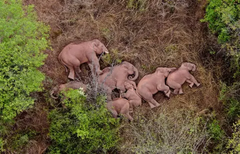 China Daily via Reuters Herd of elephants