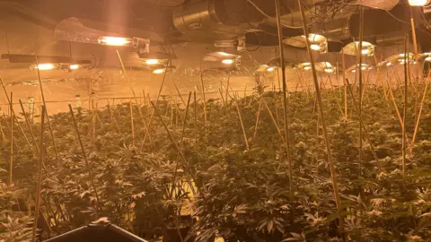 West Yorkshire Police Cannabis plants