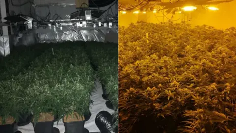 Cleveland Police Cannabis farm