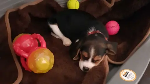 Beverley Standen Kaz the puppy