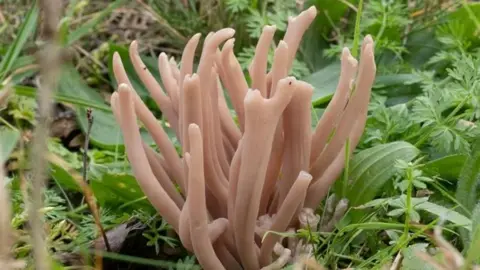 Somer Valley Rediscovered A pale pink fungus which has thin tentacles sticking up out of the ground. It looks almost like something you would see on a coral reef. It is surrounded by green grass and other plants.