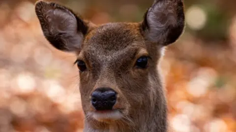 Brown head shot of a deer looking straight at the camera.