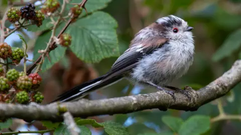 A long tailed fluffy little bird sits on a branch next to some green and red berries.