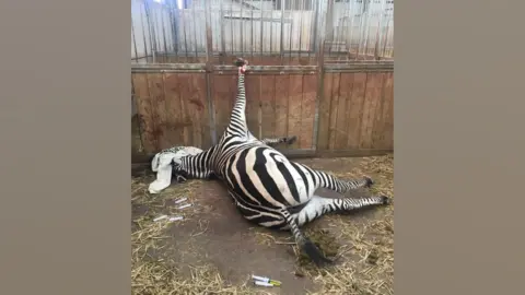 A foto de uma zebra deitada de lado em um estábulo. Sua pata dianteira direita está no ar e seu casco parece preso em barras acima de uma cerca de madeira. A cabeça do animal parece coberta e há diversas agulhas médicas no chão.