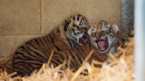Tom Anders/Longleat Two cute tiger cubs with their mouths open showing their tongues