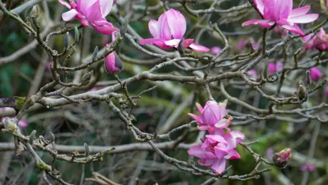 A close-up of the elegant fuschia flowers on a magnolia tree.