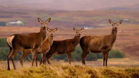 Duncan Poole Four deer on a hillside, looking in the direction of the camera. The ground is reddish brown and there are a few blurred houses scattered in the distance.