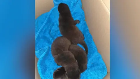 Otters on a blue towel
