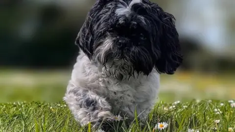 A small black and white coloured dog sits on green grass with a few daisies in the grass.