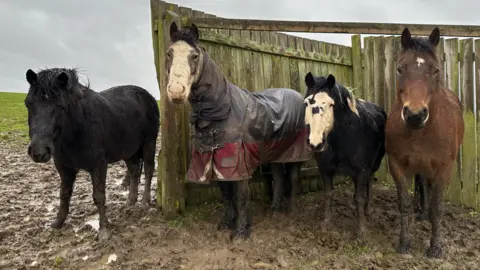 The picture shows horses Socks, Teddy, Jerry and Max standing in a muddy field at Glenda Spooner Farm.


