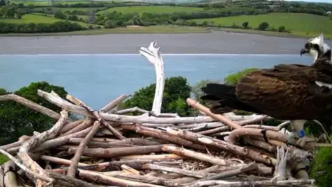Still from a video taken from a camera set up next to a nest on top of a telegraph pole showing an osprey landing on the nest with a river and the countryside in the background.