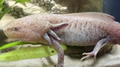 An axolotl in its cage.