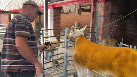 A man wearing a grey cap and striped shirt, with blue, red, white and green colours, sprays brown tan on to a white sheep in a pen.
