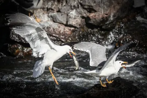 Sedat Suna / EPA-EFE Seagulls hunt pearl mullet