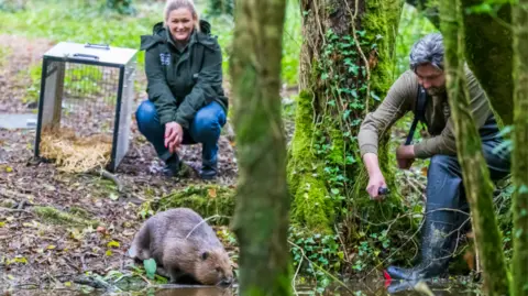 A brown beaver entering the river in a woodland at the centre. There is a carry case to the left with a woman crouched beside it smiling looking at the animal. There is also a man stood in the river on the right also looking at the animal in water. 