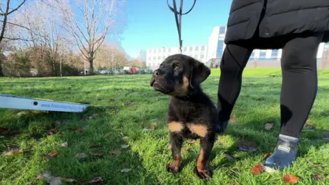 A rottweiler puppy on a lead standing on the grass. The pup is black and tan in colour. The puppy is standing next to a persons legs. They are focusing their eyes into the distance. Trees and buildings are behind the pup.