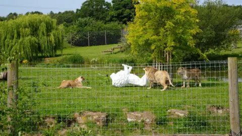 Sheffield Children's Hospital Charity A pride of lions on a grassy bank behind a wire fence. The largest lion is investigating a white lion sculpture that is tipped up on it's back on the grass. 
