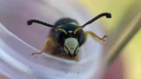 Essex Wildlife Trust The wasp is mostly black with creamy stripes and orange legs. Its head is poking out of a clear jar 