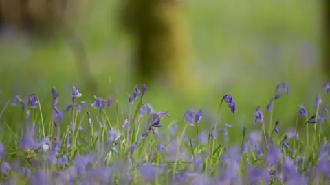 John MacPherson Bluebell woodland