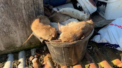 North Wales Police Rural Crime Team Rats in a bucket