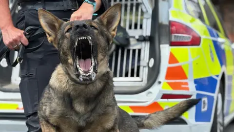 A police dog snarls at the camera. Its mouth is open, exposing its teeth. The dog is being held close on its lead by a person wearing dark trousers. A police car with a dog cage in the boot can be seen in the background.