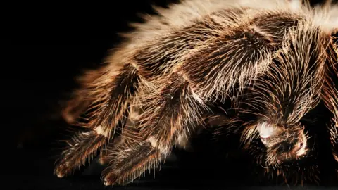 Getty Images Tarantula